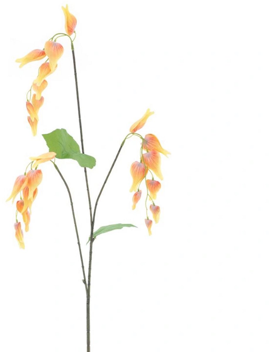 Erutan avon - Dicentra spray yellow 96 cm