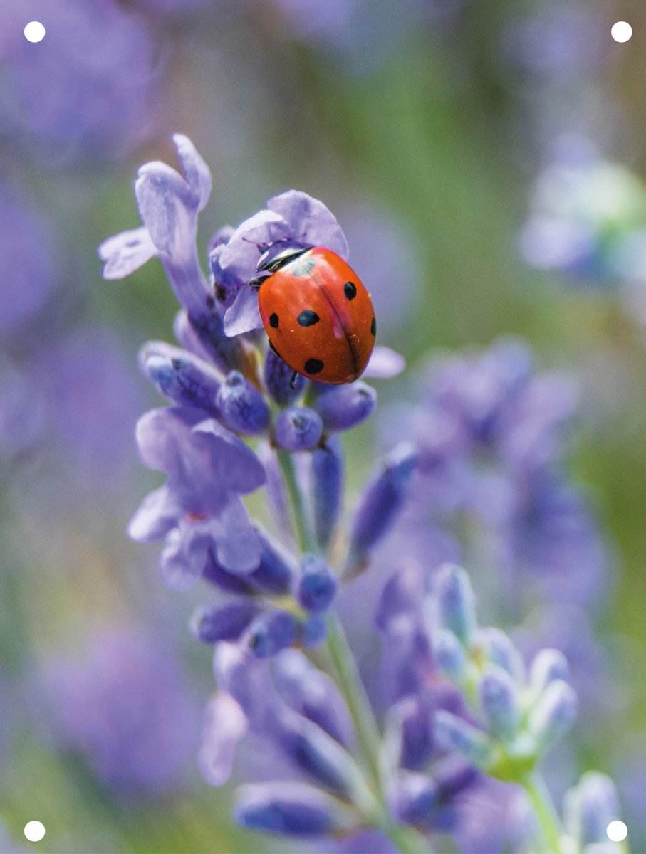 Tuinposter Lady bug