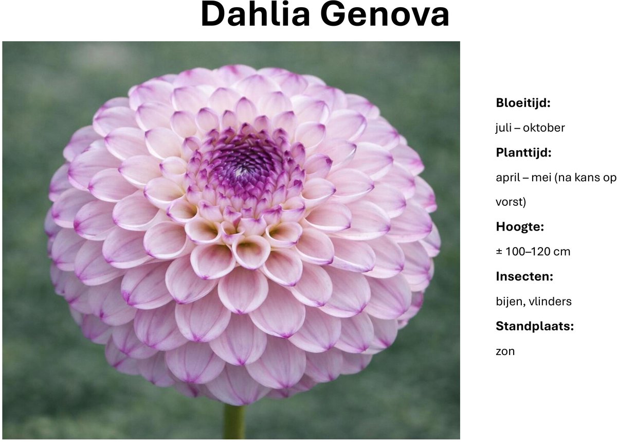 Dahlia knollen - Genova - Zacht paarse Dahlia - 3 knollen