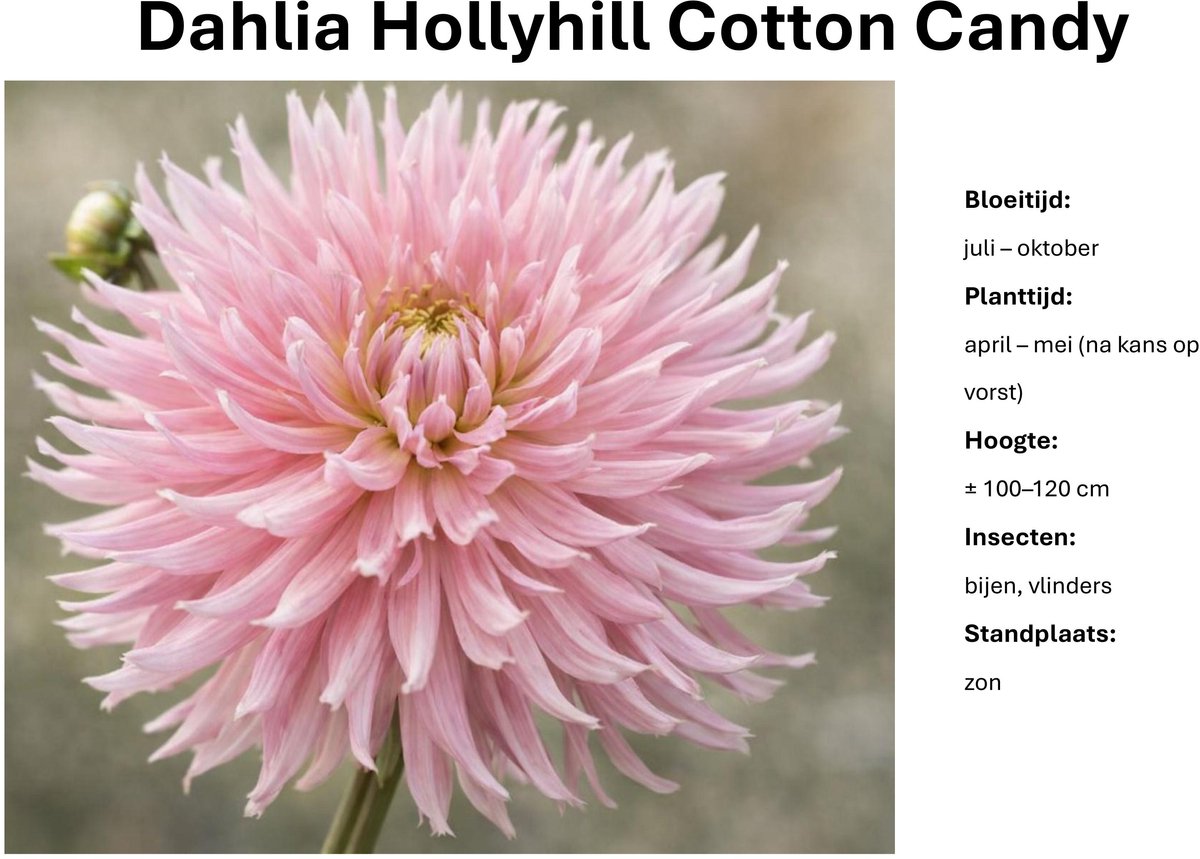 Dahlia knollen - Hollyhill Cotton Candy - Roze Dahlia - 3 knollen