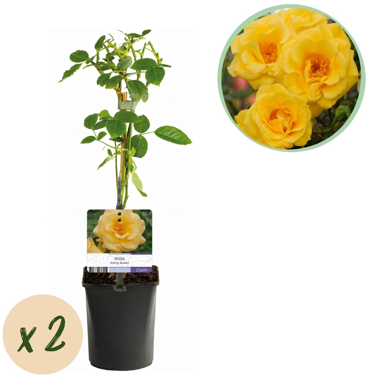 Productfoto van de gele klimroos 'Spring Queen' van Green Boutiq, twee planten in een pot van 11 cm