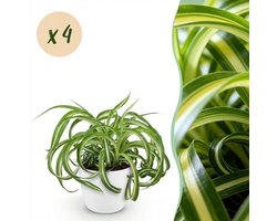 Green boutiQ - Kamerplant - Chlorophytum comosum Bonnie - Krullende Graslelie - Huisdiervriendelijke Plant - Groen - 4 Planten - met Potter Wit - Pot 12cm - Hoogte 20cm