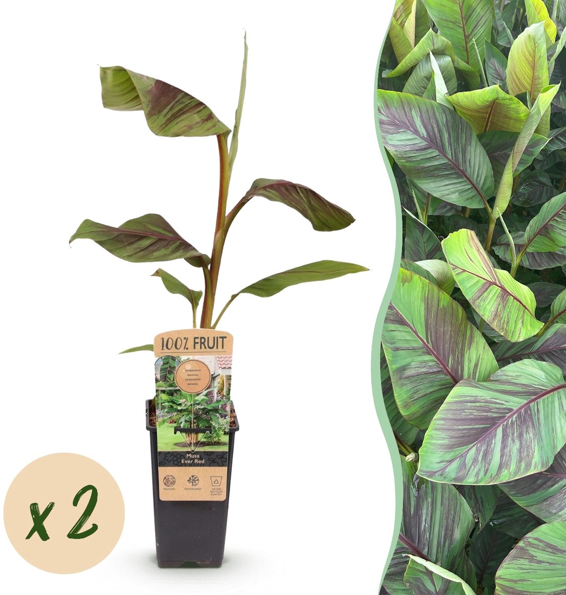 Green boutiQ - Fruitplant - Musa Ever Red - Bananenboom - Winterhard - Groen-Rood - 2 Planten - Pot 15cm - Hoogte 50cm