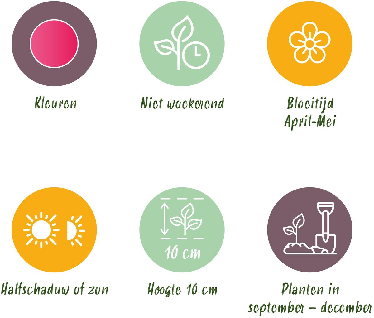 Green boutiQ - 25x Tulipa Little Beauty - Tulipa Little Beauty - Roze - Voorjaarsbloeier - Bolmaat 6/+