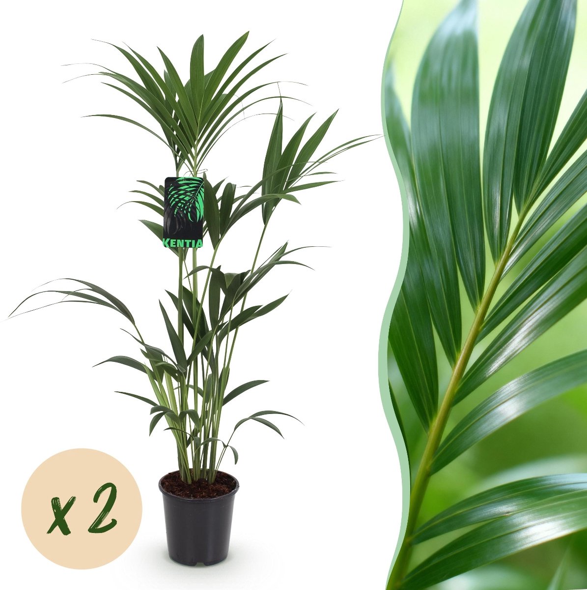 Green boutiQ - Kamerplant - Howea Forsteriana - Kentia Palm - Weinig Onderhoud - Groen - 2 planten - Pot 21cm - Hoogte 120-130cm