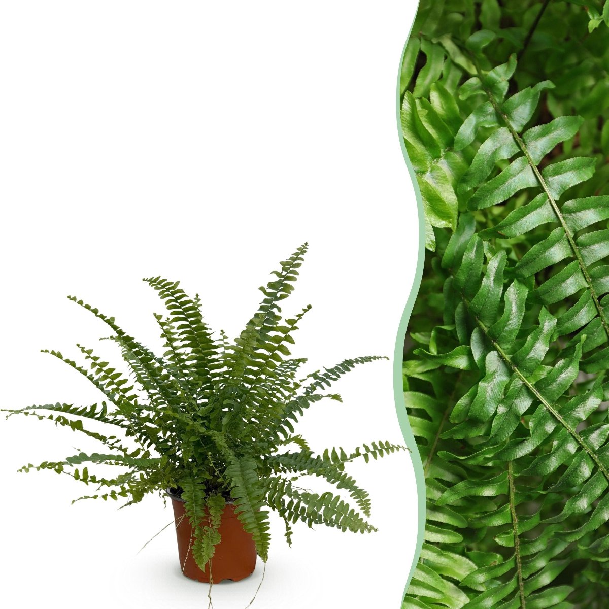 Green boutiQ - Kamerplant - Nephrolepsis exaltata Green Lady - Varen - Huisdiervriendelijke Plant - Groen - 1 Plant - Pot 12cm - Hoogte 25cm