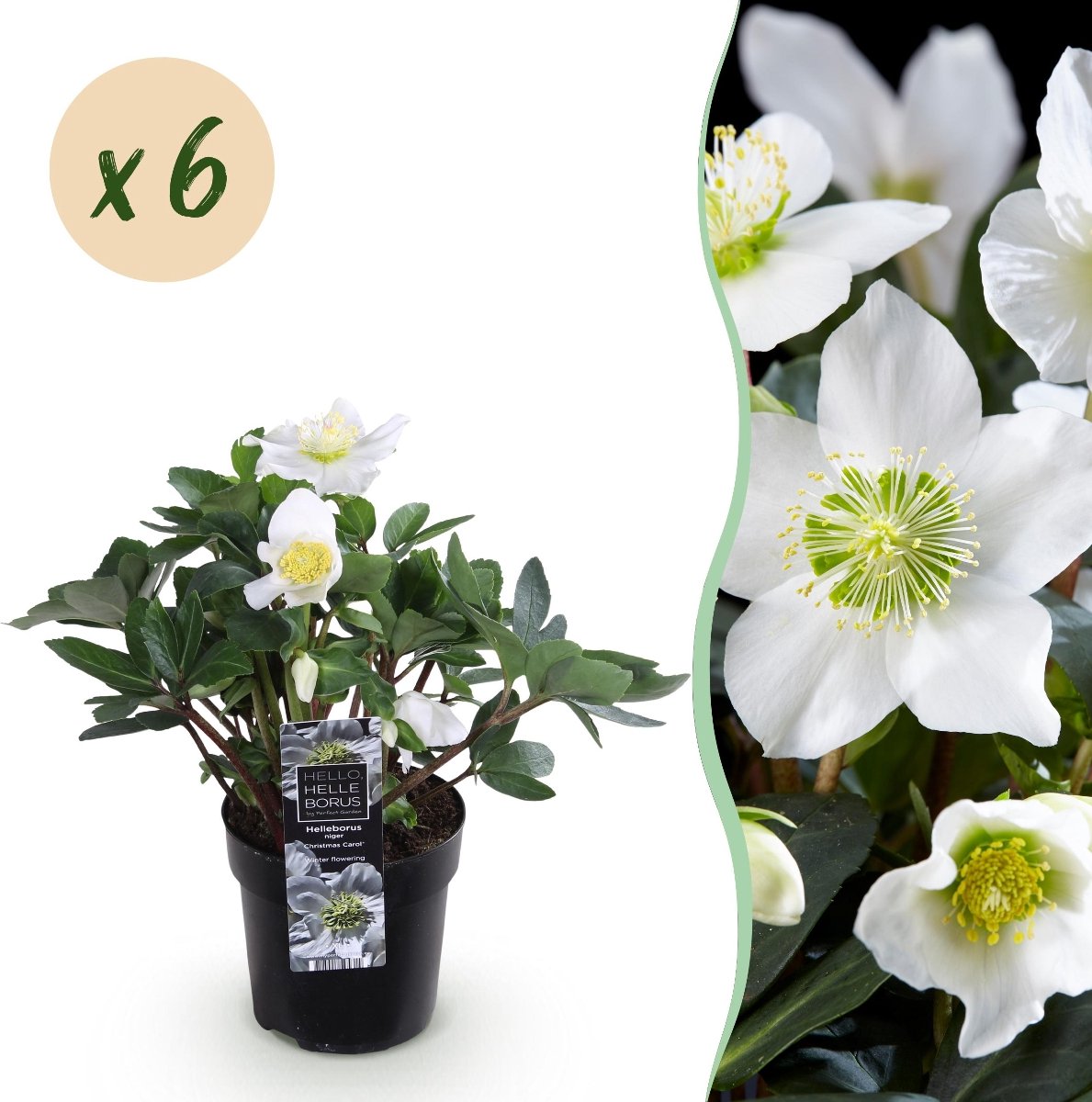 Green boutiQ - Tuinplant - Kerstroos - Helleborus Christmas Carol - Witte Bloem - 6 Planten - Groenblijvend - Pot 10,5cm Hoogte 25cm
