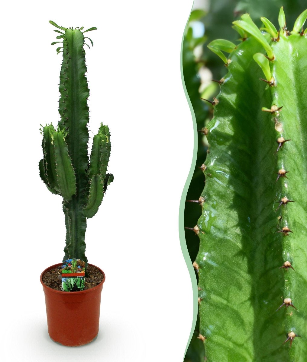 Green boutiQ - Kamerplant - Euphorbia eritrea - Afrikaanse melkboom - Weinig onderhoud - Groen - 1 - Pot 19cm - Hoogte 70cm