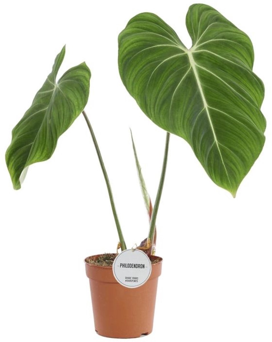 JUNAVERA Philodendron gloriosum terrariumplant | 7 cm pot | 16 cm hoog