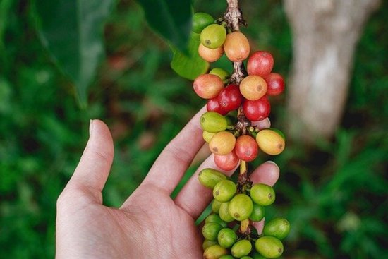 Hand houdt een tros koffiebessen vast in verschillende tinten groen, oranje en rood.
