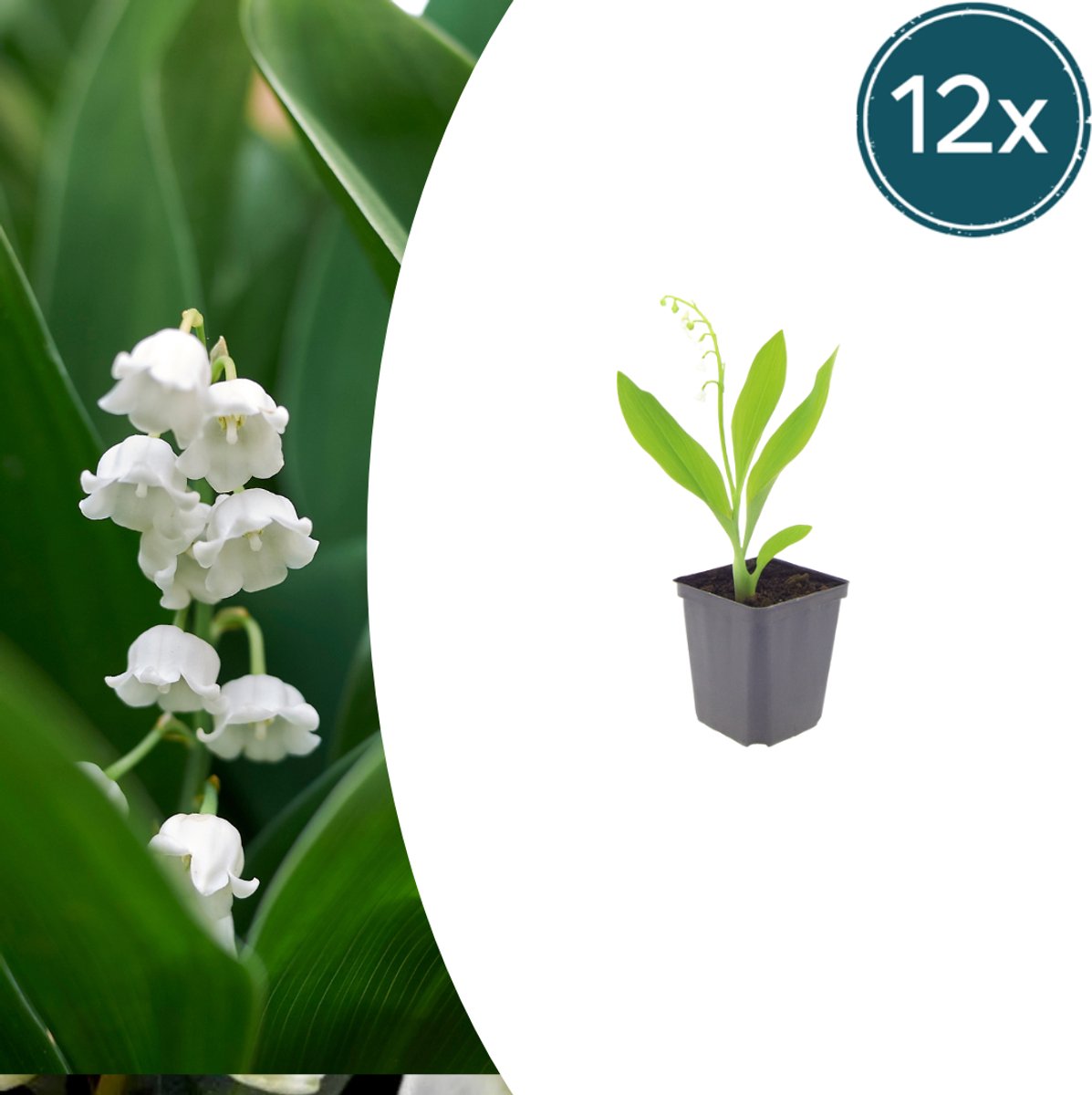 Tuinplantenshop.com | Convallaria majalis | 12 stuks - Ø9cm - 10-25cm hoog - Tuinplant