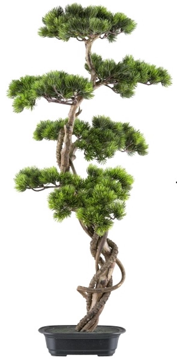 Kopu (den) Bonsai Circa 90 X 40 cm - In Een Zwarte Plastic Pot