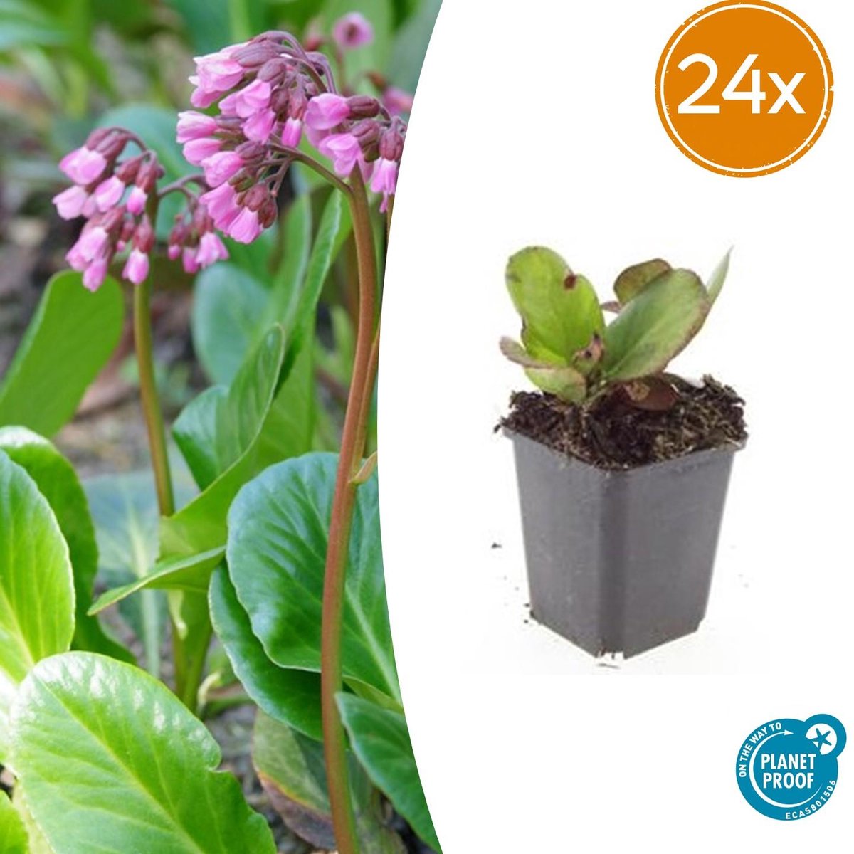 Tuinplantenshop.com | Bergenia cordifolia 'Herbstblüte' | 24 stuks - Ø9cm - 10-25cm hoog - Tuinplant