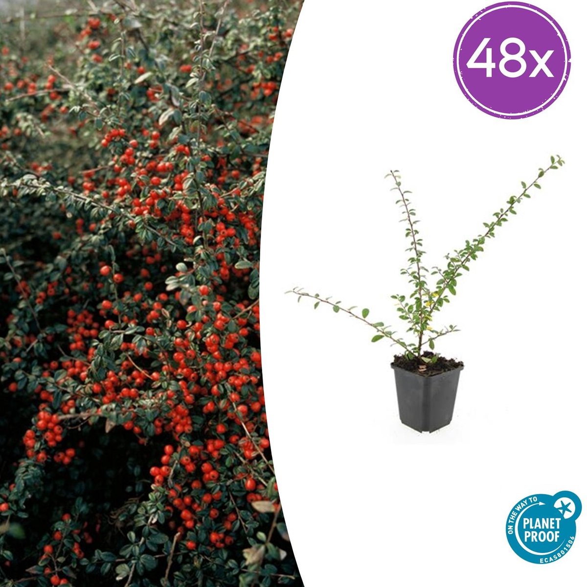Tuinplantenshop.com | Cotoneaster suec. 'Coral Beauty' | 48 stuks - Ø9cm - 10-25cm hoog - Tuinplant