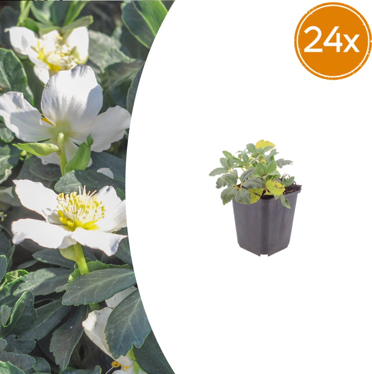 Tuinplantenshop.com | Helleborus orientalis | 24 stuks - Ø9cm - 10-25cm hoog - Tuinplant