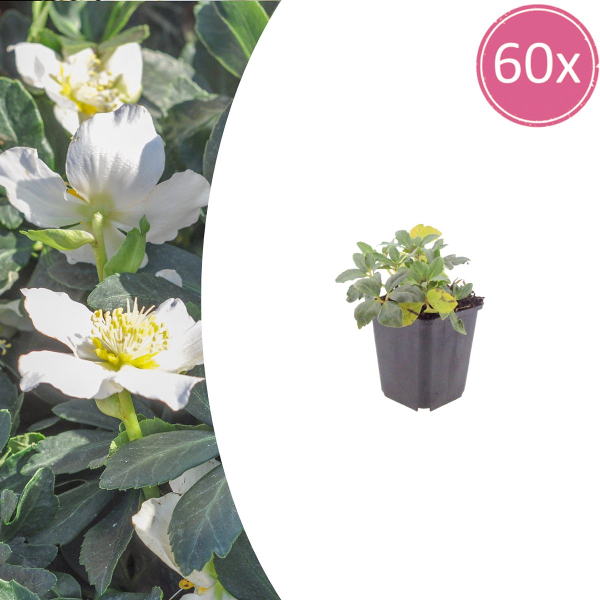 Tuinplantenshop.com | Helleborus niger | 60 stuks - Ø9cm - 10-25cm hoog - Tuinplant
