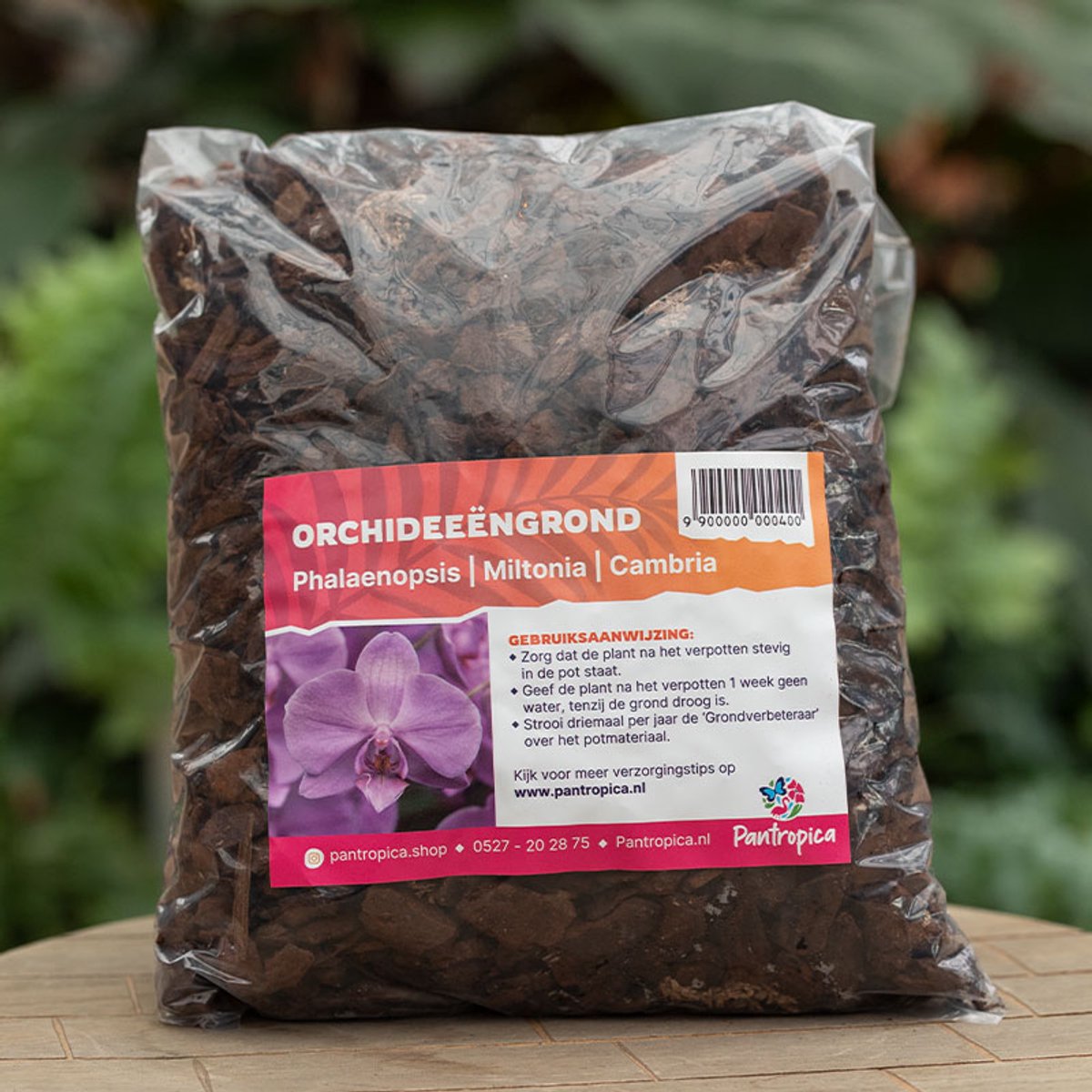Potgrond orchidee - Phalaenopsis