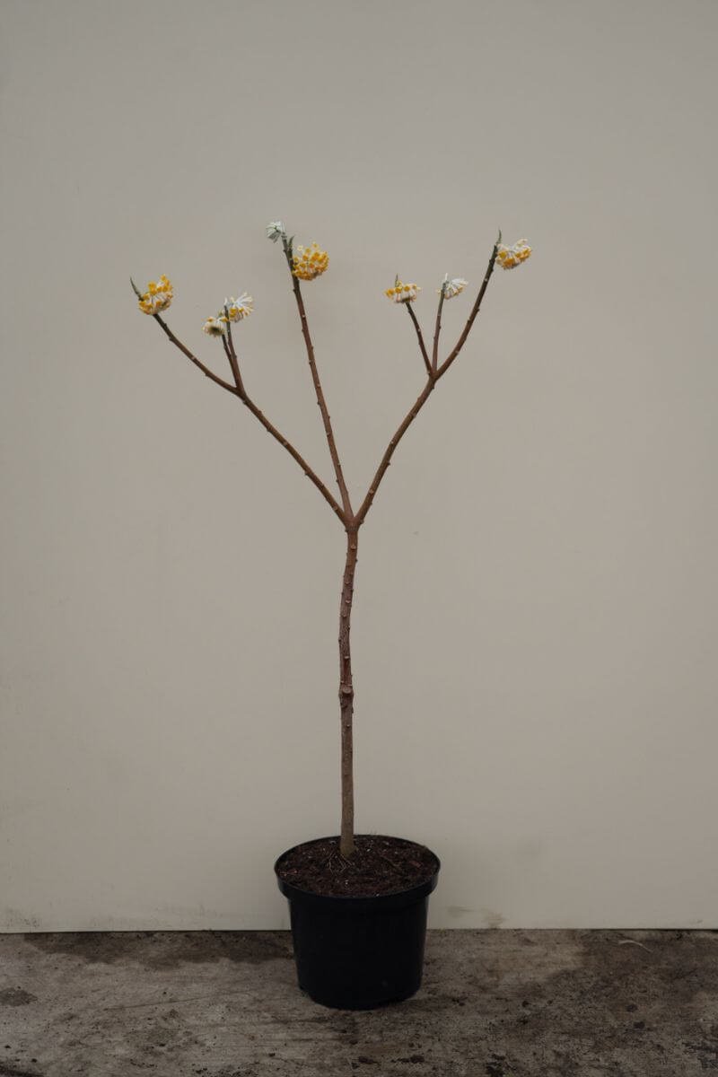 Jonge papierboom | Edgeworthia chrysantha | 150-200cm hoogte
