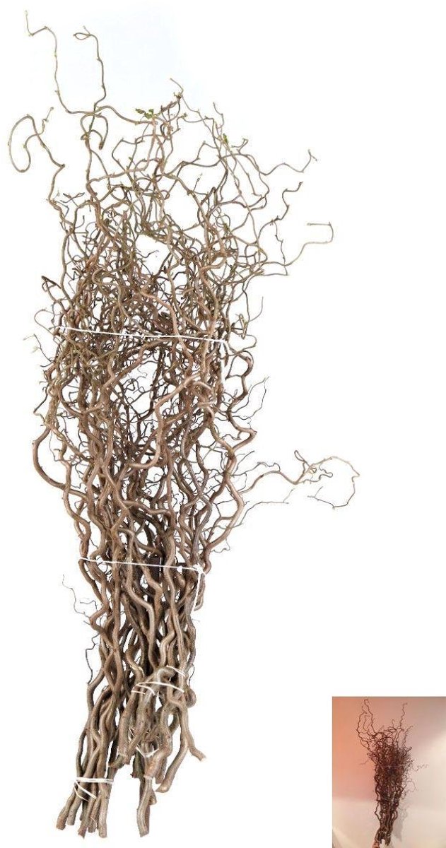 30x Tk corylus 40cm