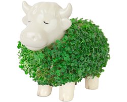 Gift Republic Plantenpot met chiazaden - Highland Cow