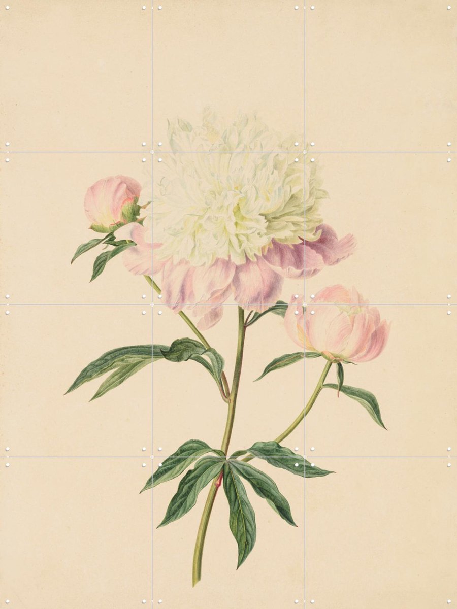 IXXI Pioenroos, Gerard van Spaendonck & Het Noordbrabants Museum - 60 x 80 cm - Gratis ophangtool - Grote wanddecoratie en posters - Illustraties