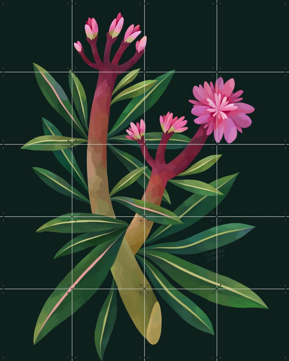 IXXI Oleander, Flaming Garden - 80 x 100 cm - Gratis ophangtool - Grote wanddecoratie en posters - Illustraties, Planten, Botanisch, Bloemen
