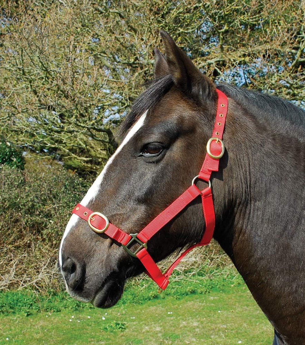Stevig Nylon Halster Paard en Pony - Verstelbaar en Duurzaam