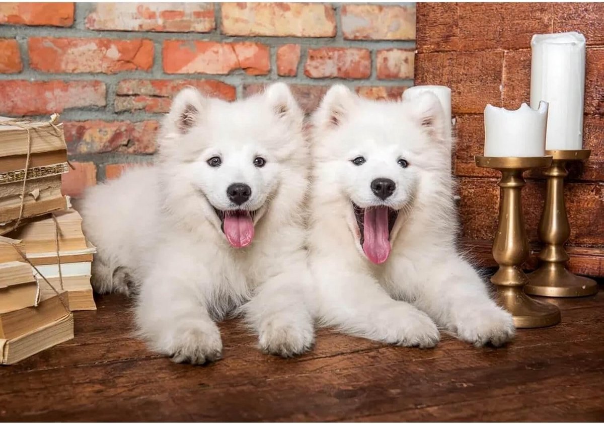 Puzzel 1000 Stukjes: Schattige Samojeed Puppy's Welkom