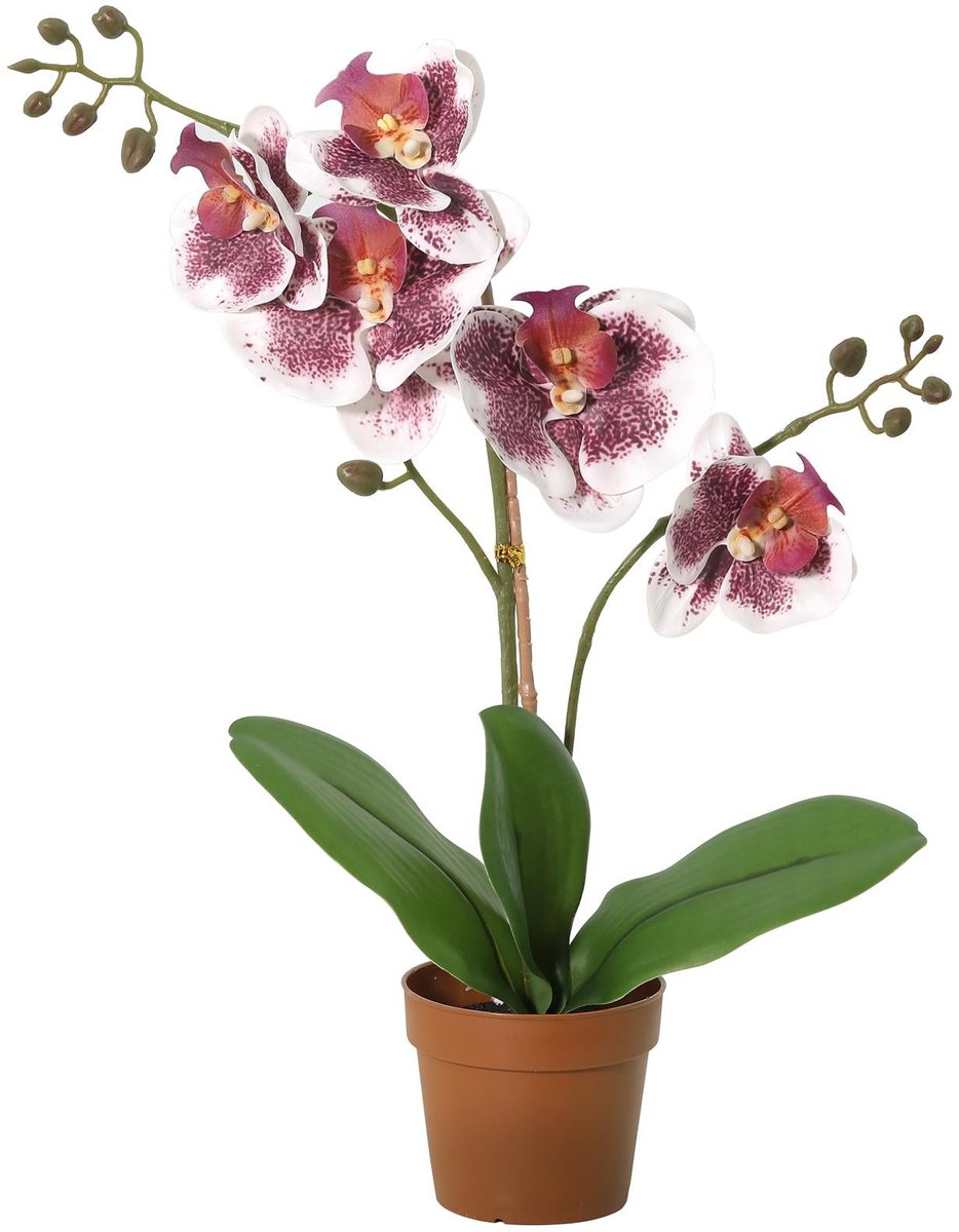 Florafy Kunstplant Orchidee Phalaenopsis Violet Wit 41cm - Kunstplanten voor binnen - Onderhoudsvrij