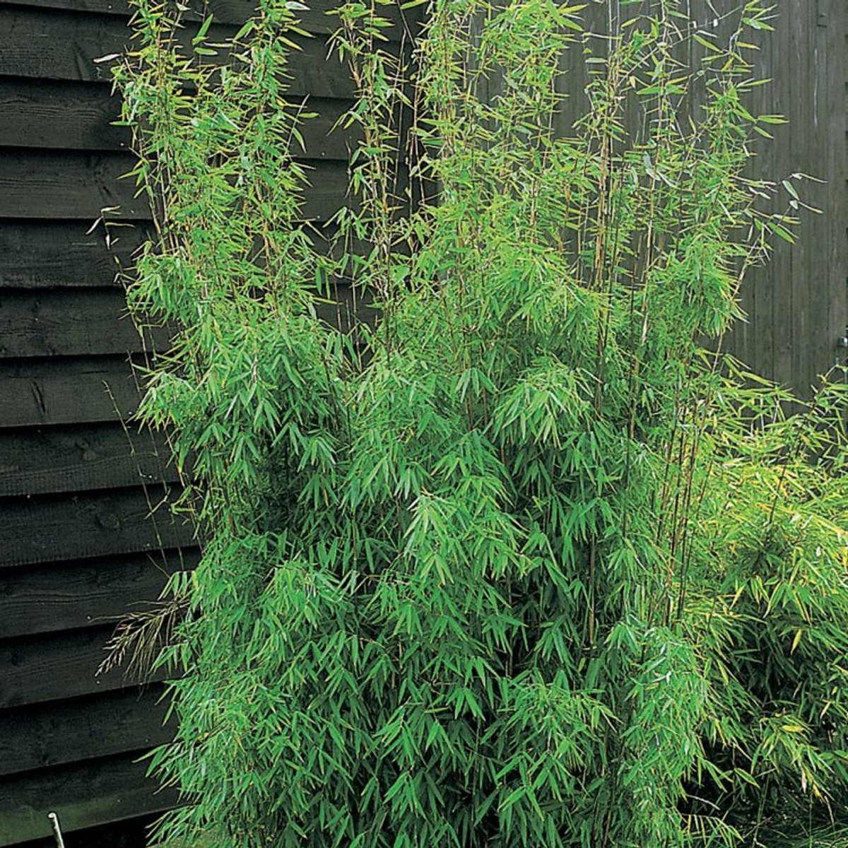 Plants Online BV - Planten - Haagplanten - Coniferen - Set van 1 - Fargesia 'Jiuzhaigou 1'