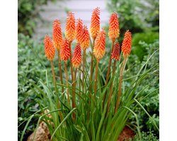 Vuurpijl (Kniphofia) - Alcazar - Fakkellelie