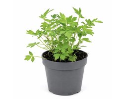Lavas Plant – 2 Stuks – Maggiplant – Kruidenplant – Sterke Groei – Moestuin & Keuken