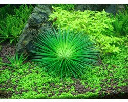Aquariumplant Eriocaulon - Waterplant Bekerplant - Aquarium Decoratie - Laboratorium Kweek - 1-2 Grow
