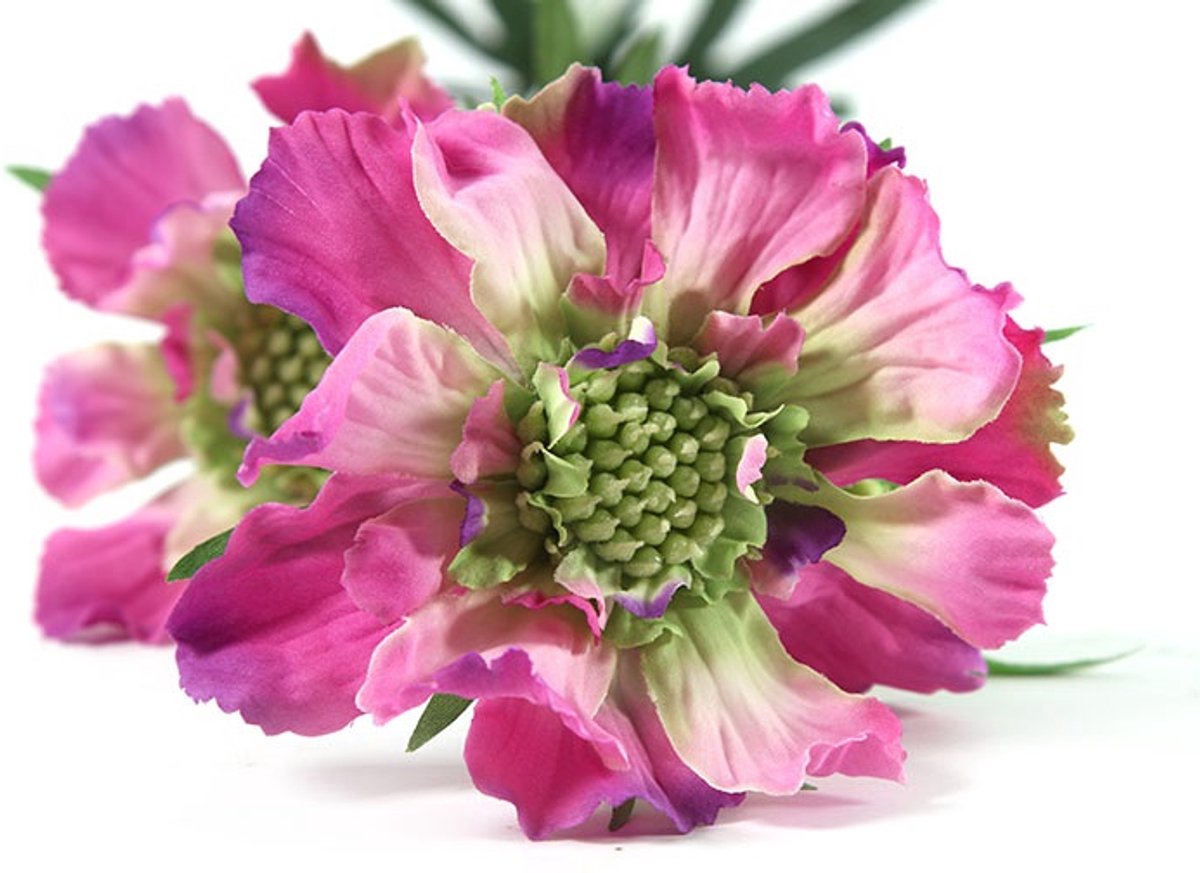Countryfield Scabiosa José Paars - Zijdenbloem