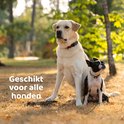 Twee honden, een grote witte labrador en een kleine zwart-witte boston terriër, zitten samen buiten op een grasveld.
