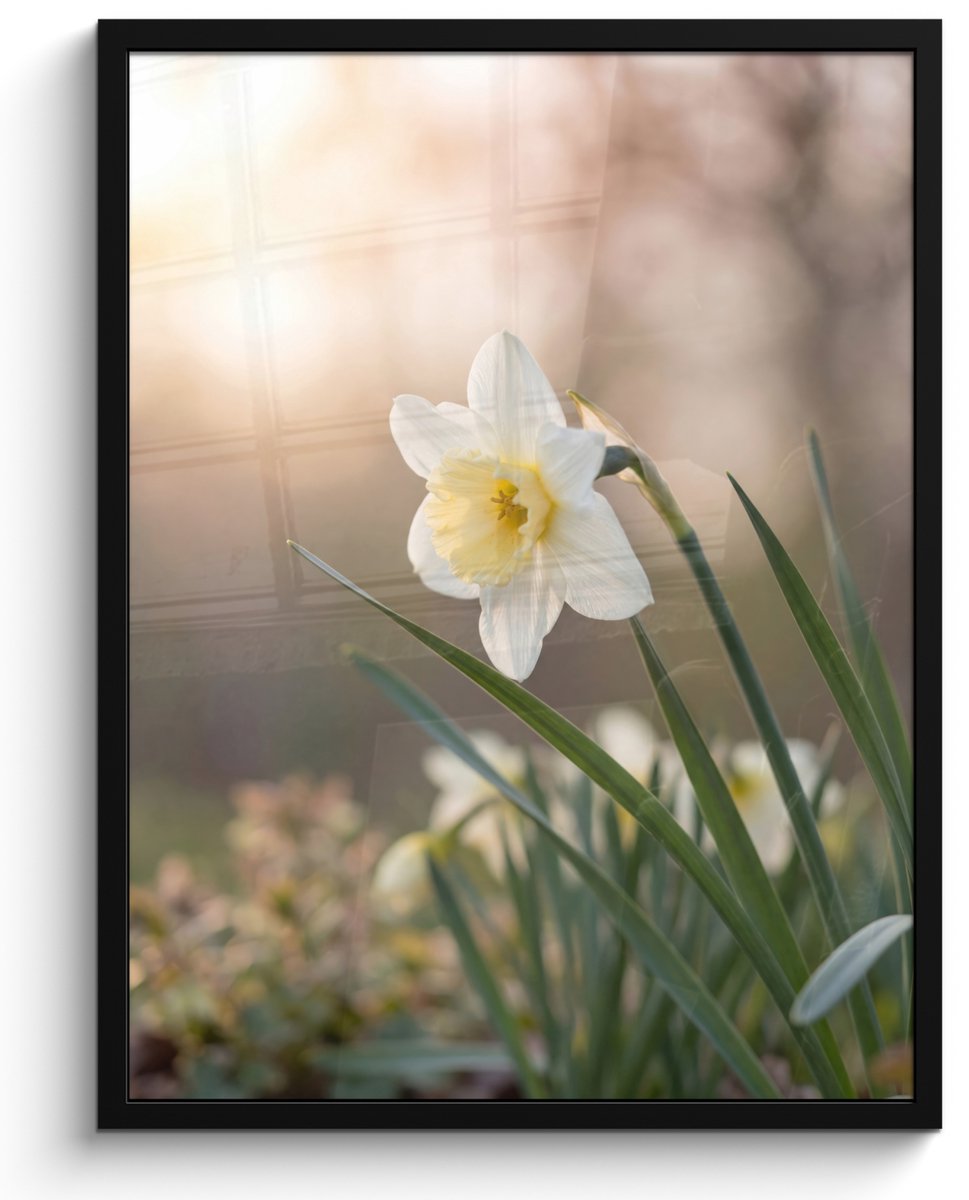 FrameYourWall Poster in lijst - Fotolijst 60x80 cm - Posters - Narcis - Bloem - Minimalistisch - Posterlijst zwart - Decoratie - Wanddecoratie woonkamer - Muurdecoratie slaapkamer Narcist - Bloem - Minimalistisch
