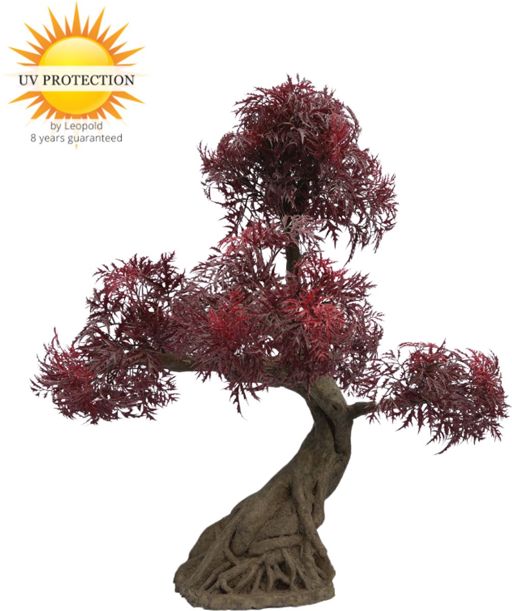 Ming Aralia Bonsai Burgundy - x 5 - UV-bestendig