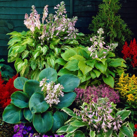 Hosta - Buitenplant - Funkia Mix - Tuinplant - 5 stuks - Meerkleurig - Tuin Plant voor Buiten