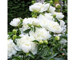 4 x Pioenroos Wit - Paeonia 'Duchesse de Nemours' in C1(liter) pot met hoogte 0-30cm