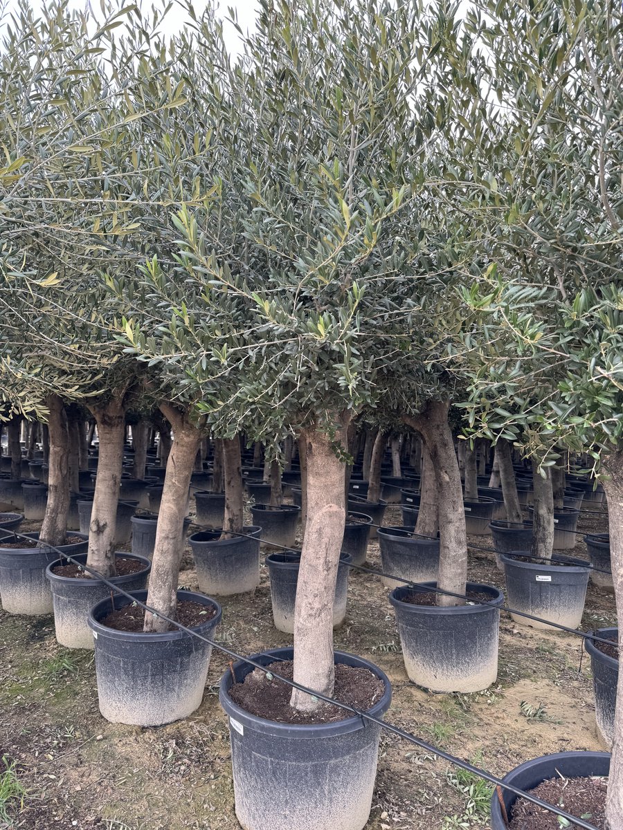 Sunny Tree - Boom - Olijfboom - Groenblijvend - 50 jaar oud- 240 cm - Winterhard