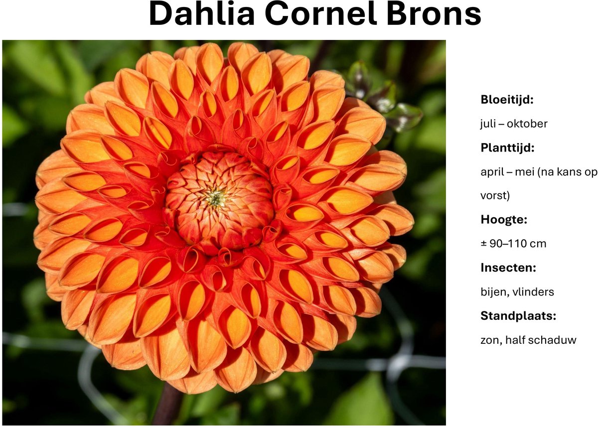 Dahlia knollen - Cornel Brons - Brons Oranje Dahlia - 3 knollen