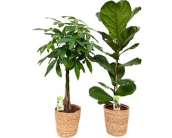 Pachira ( Money Tree ) & Ficus Lyrata with Natural Basket, pot maat Ø21, 90-115cm hoogte, siermand, air purifying, kamerplanten, Inclusief mand, easy to care for, echte planten, geweldig cadeau-idee, great gift idea