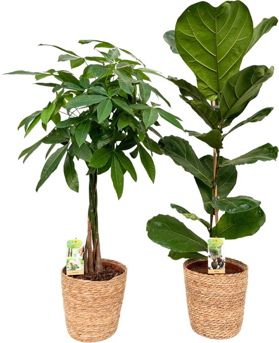 Pachira ( Money Tree ) & Ficus Lyrata with Natural Basket, pot maat Ø21, 90-115cm hoogte, siermand, air purifying, kamerplanten, Inclusief mand, easy to care for, echte planten, geweldig cadeau-idee, great gift idea