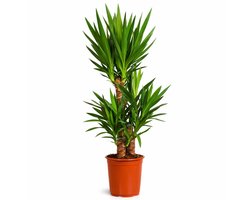 Yucca Elephantipes - 100 - 120cm Hoog - Palmlelie - Luchtzuiverend - Pot 21cm