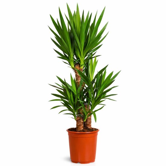 Yucca Elephantipes - 100 - 120cm Hoog - Palmlelie - Luchtzuiverend - Pot 21cm