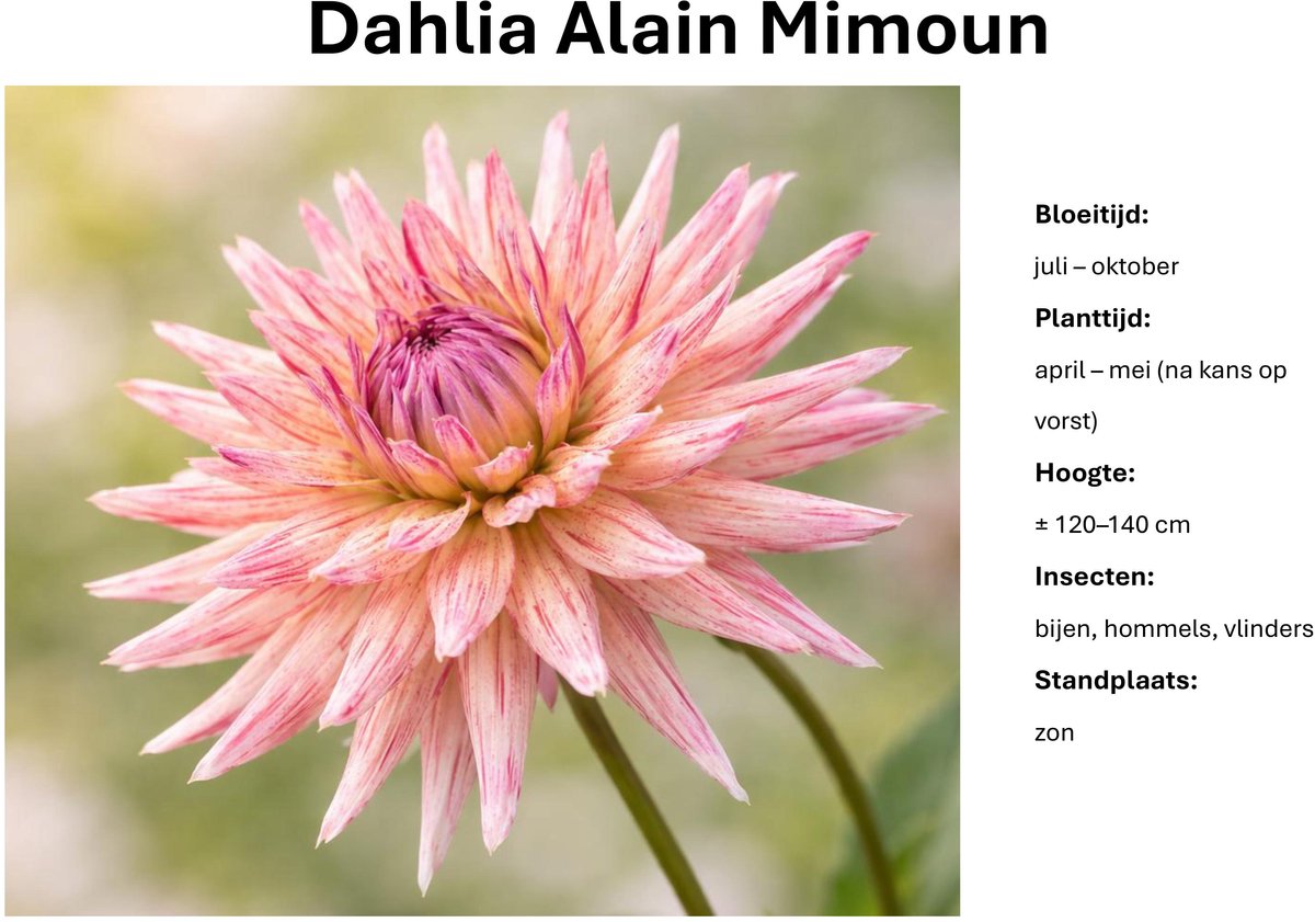 Dahlia knollen - Dahlia Alain Mimoun - Roze-Witte Dahlia - 3 knollen