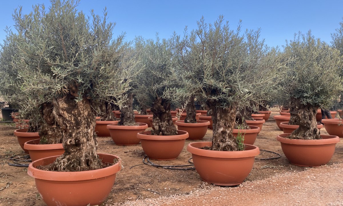 Sunny Tree - Olijfboom in een decoratieve pot - Olea Europaea - Winterharde olijfboom bonsai 200 cm - 100 jaar oude olijfboom