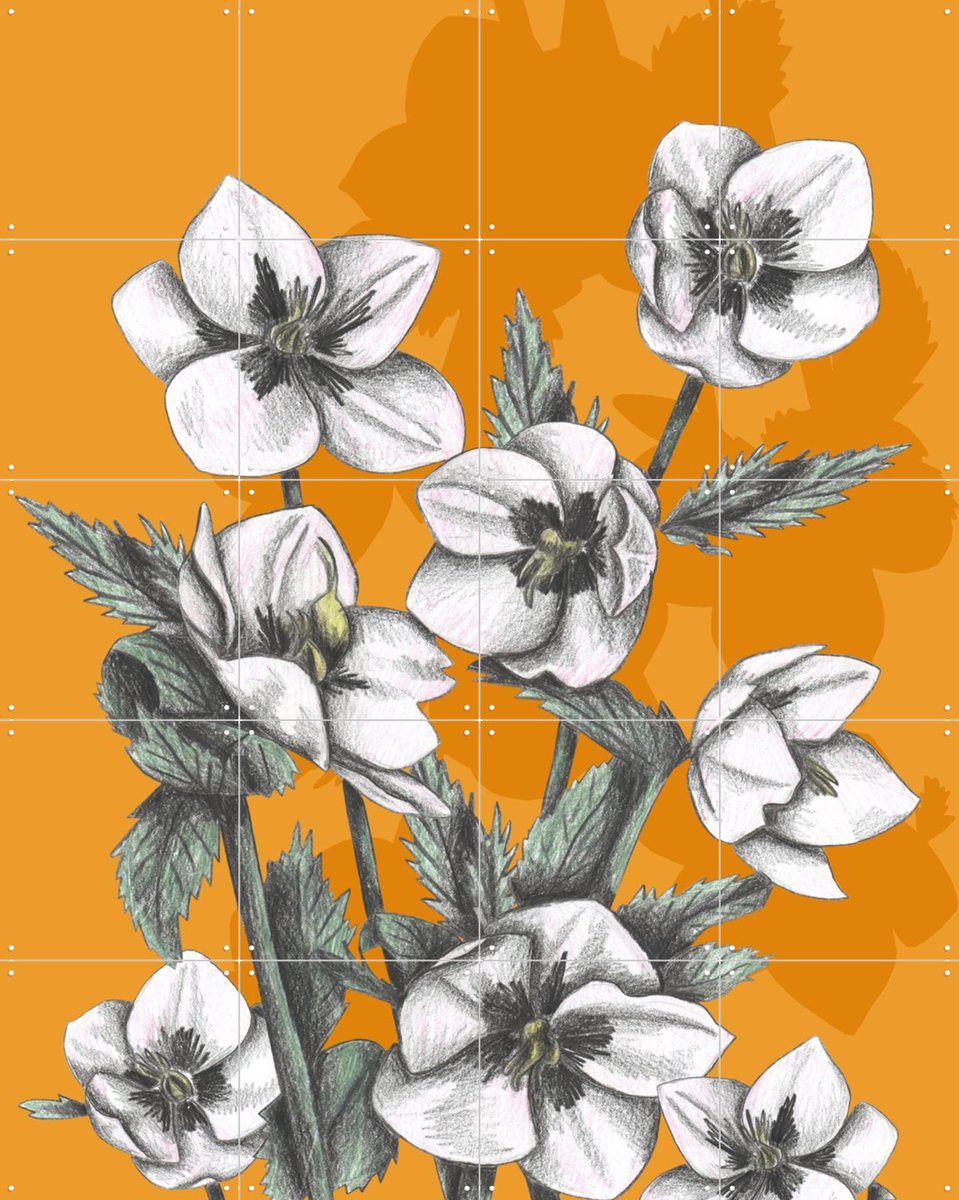 IXXI Hellebore, Cecilia Battaini - 80 x 100 cm - Gratis ophangtool - Grote wanddecoratie en posters - Naturalisme, Tekeningen, Illustraties, Line art