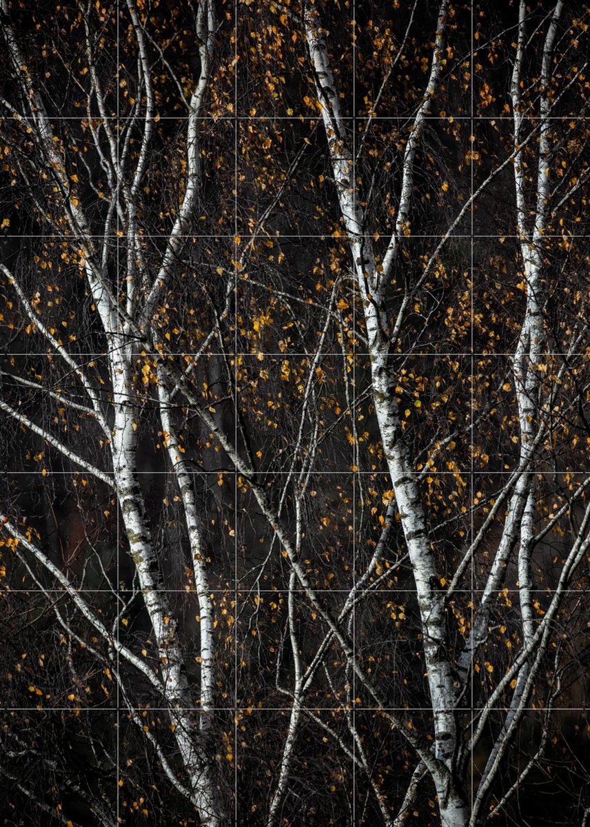 IXXI Birch Trees Dark, Mareike Böhmer - 100 x 140 cm - Gratis ophangtool - Grote wanddecoratie en posters - Realisme, Fotografie, Minimalisme