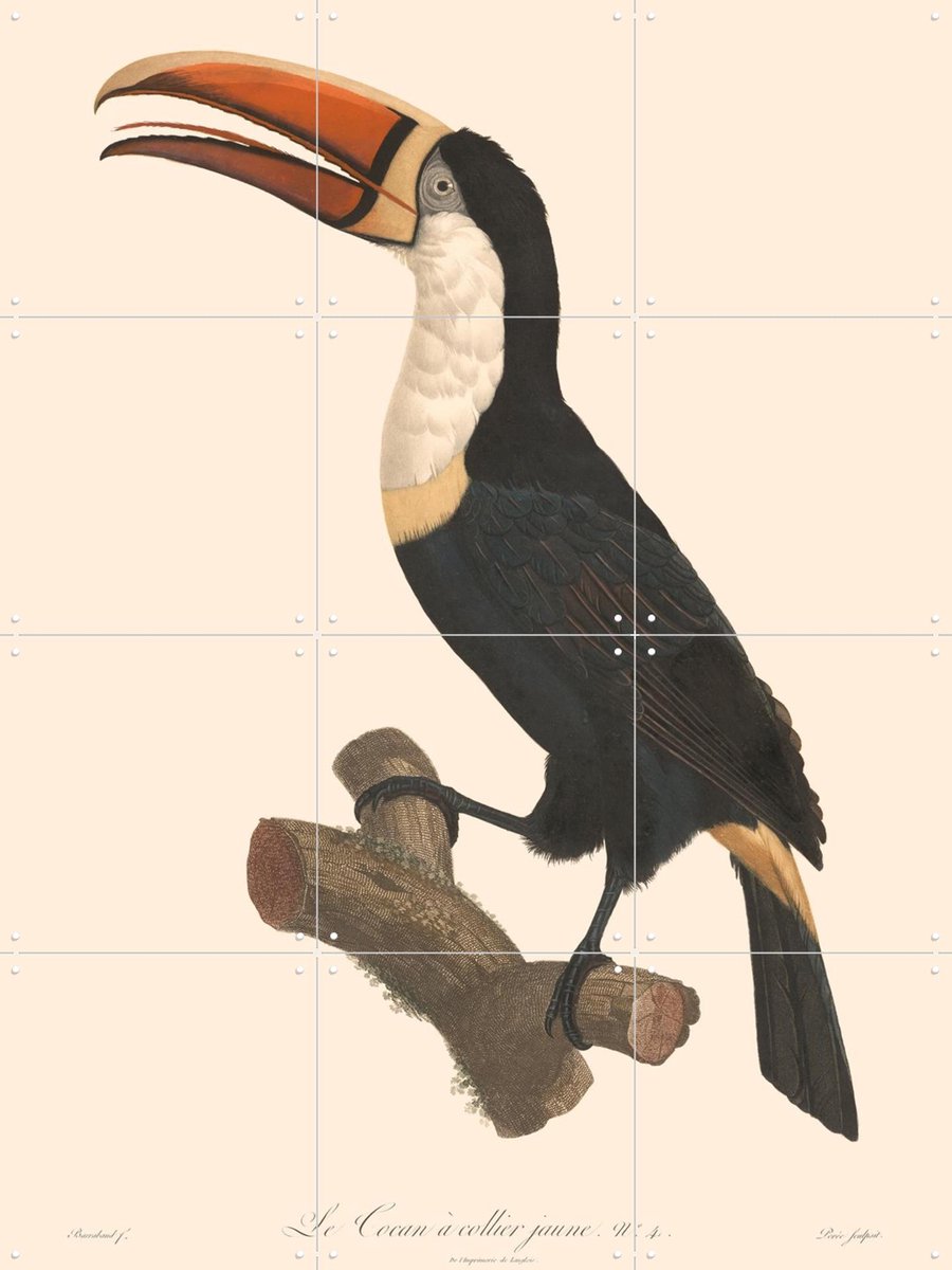 IXXI Le Toucan a Collier Jaune, Aster Edition - 60 x 80 cm - Gratis ophangtool - Grote wanddecoratie en posters - Illustraties, Vintage, Woonkamer
